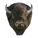 I am Puzzle Taille d'Affiche: BISON