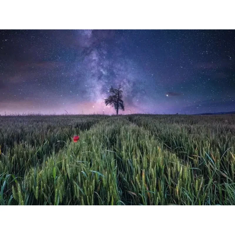 Power of Nature puzzle Ciel de nuit au-dessus d'un champ de blé (1500 pièces)