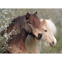 Puzzle 150 p XXL - Magnifiques chevaux