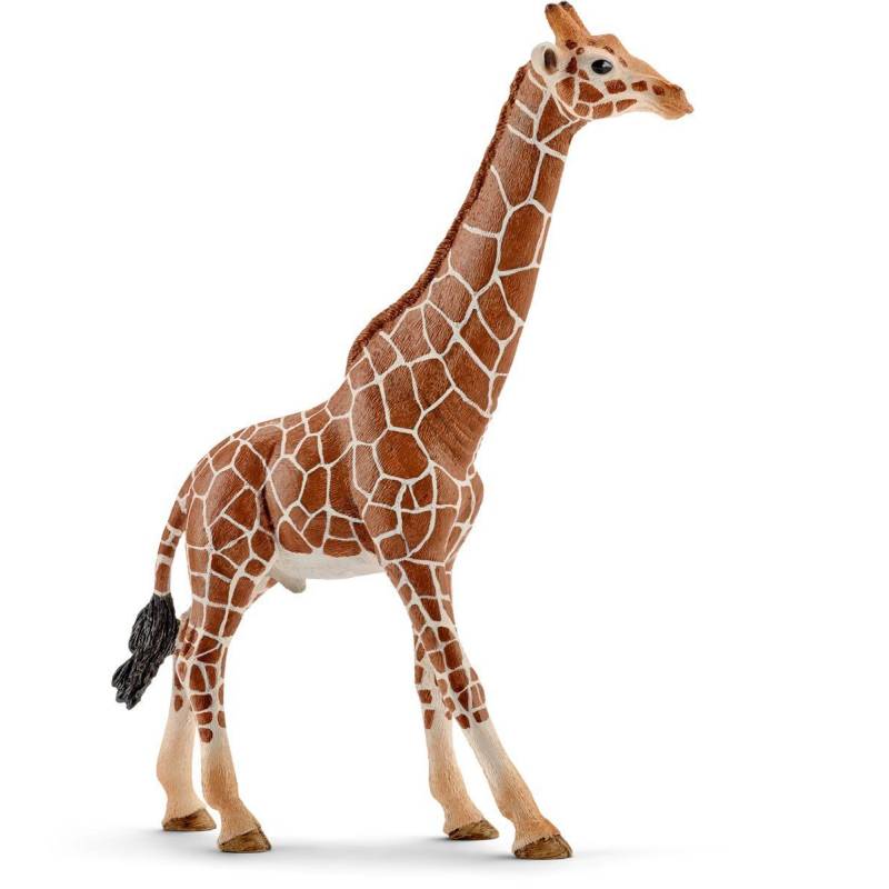 Girafe mâle